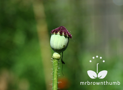 flanders poppy seed heas