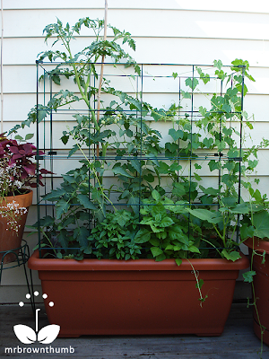 Delux Grow Box for urban farming vegetable gardening on patio