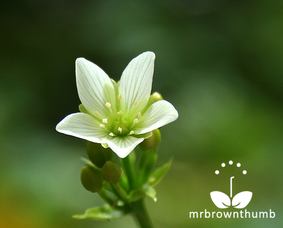Venus Flytrap in Flower, Pictures of Venus Flytrap