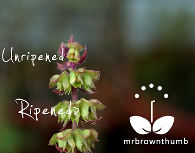 harvesting basil seeds