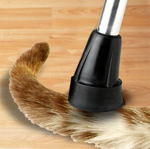 cattail.jpg