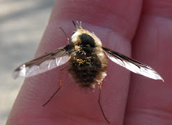 bee fly bees