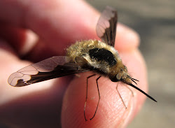 bee fly outdoors wednesday outdoor visit