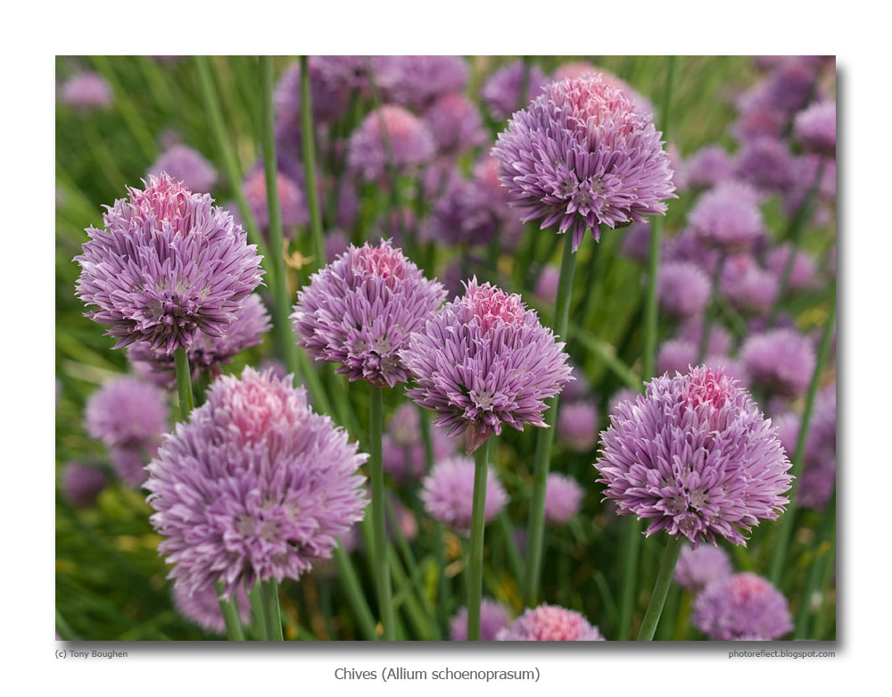 PhotoReflect Chives, cutting and principles