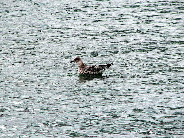 Seagull, port, harbor, Livorno