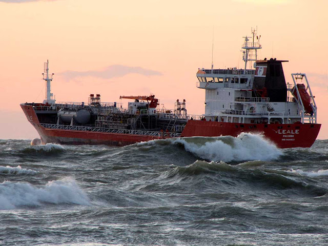 Leale in choppy sea, Livorno