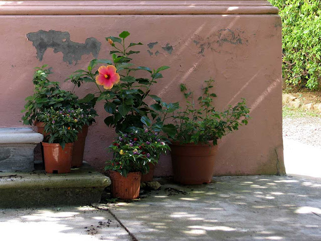 Hibiscus, Quercianella, Livorno