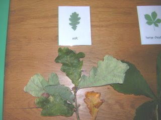 Two Little Seeds: Classifying Leaves And Sorting Autumn Treasures