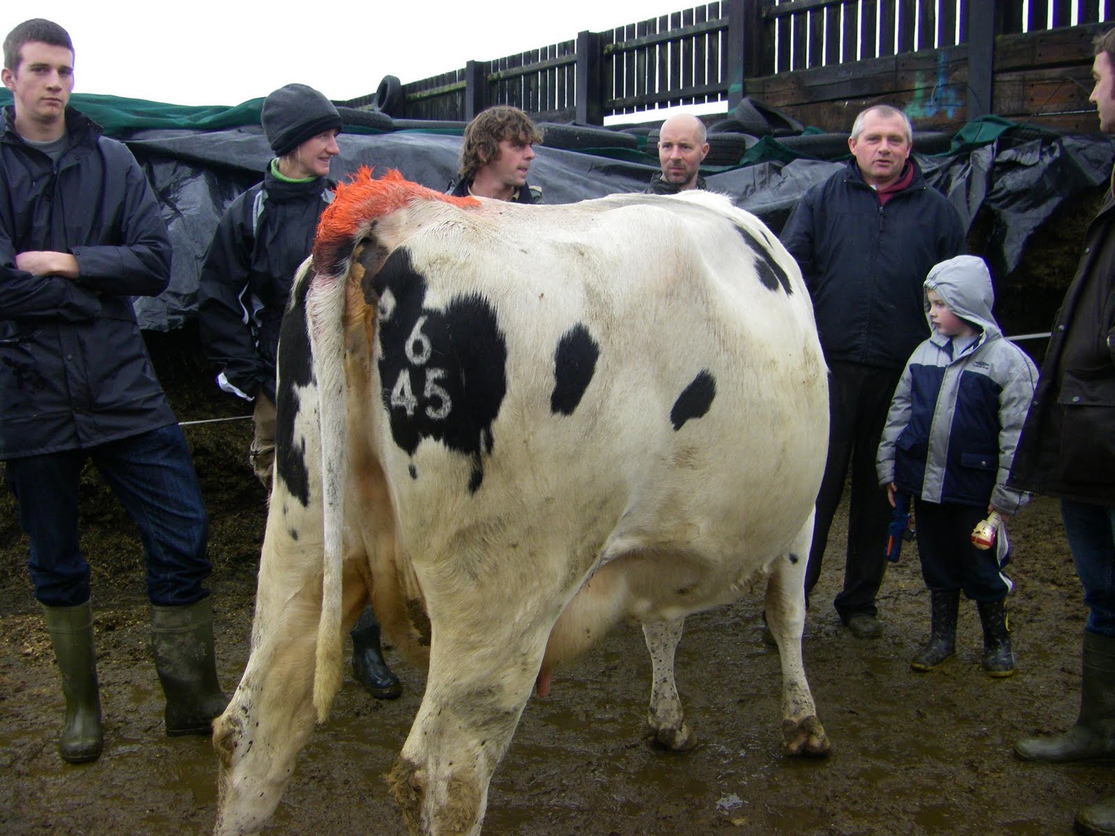 Pasture to Profit Proper Dairy Cow ID....small point but so important