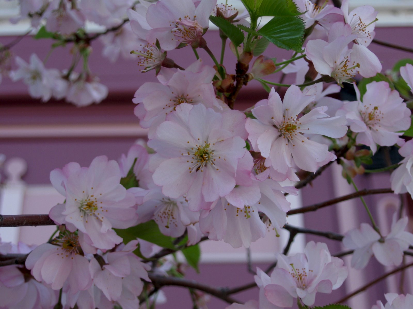 [spring+flowers+021.JPG]