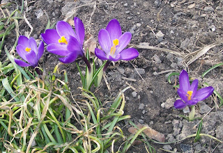 four purple crocus flowers