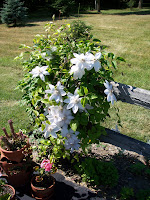 white clematis