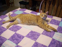 Jasper stretched out on quilt