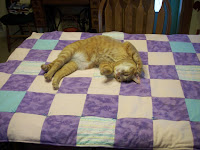 Jasper posing on quilt