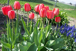 red tulips and purple grape hyacinths from our back yard