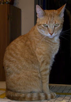 Jasper on ironing board