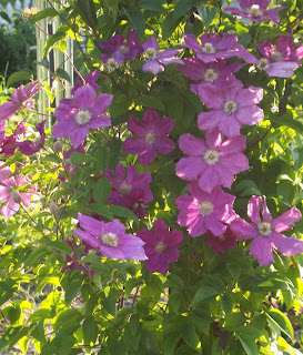 purplish clematis growing up the trellis in front of the garden