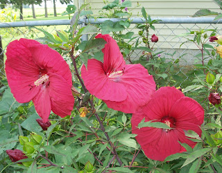 red hibiscus blooms from the back yard