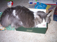 Annie attempting to squeeze into the shoe box.