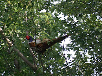 close up of the pheasant in the tree