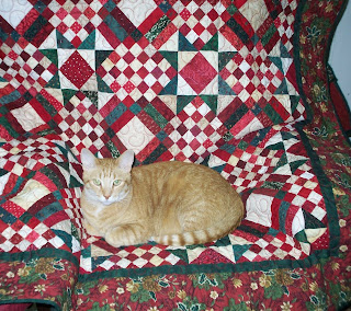 Jasper hunkered down on my quilt in my chair