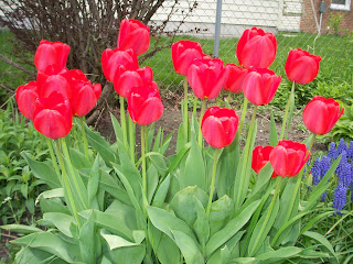 group of red tulips