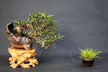 mamê bonsai