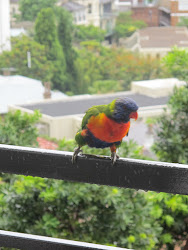 ass birds crazy bird under down