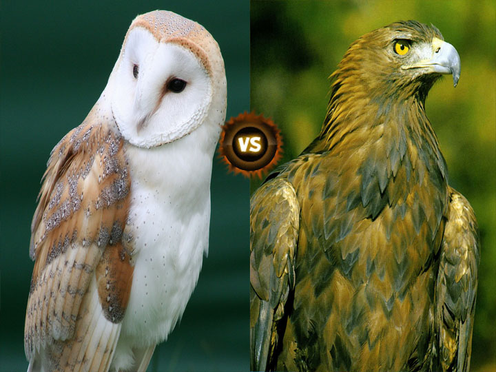 VS ¿Quién Ganar? ¿Lechuzas VS Aguila Real?