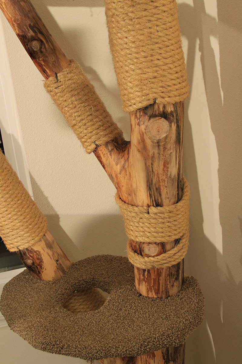 Cat Climbers Cat Climbers!!!!!