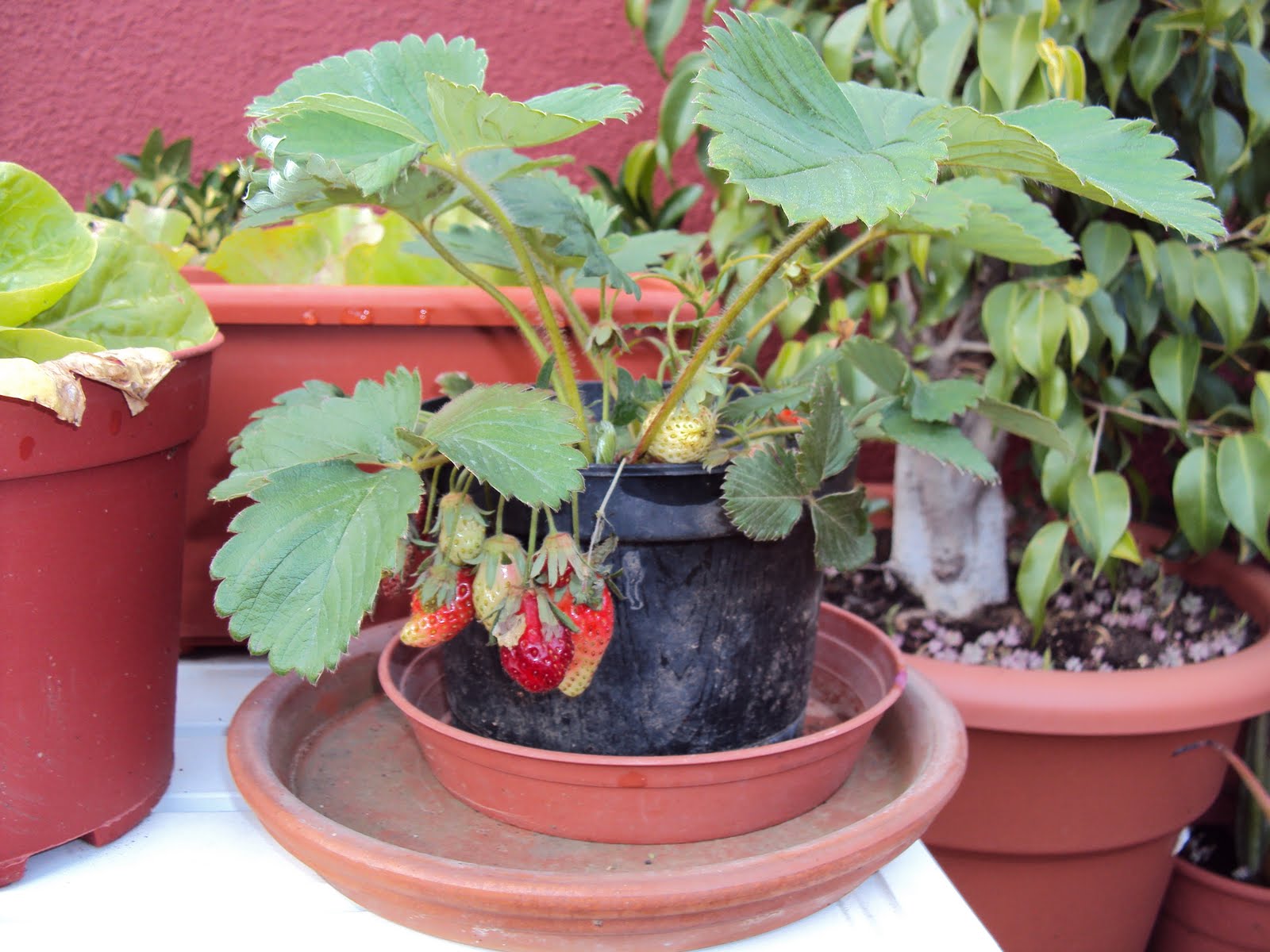 Huerto ecológico en la terraza o balcón de casa: FRESAS