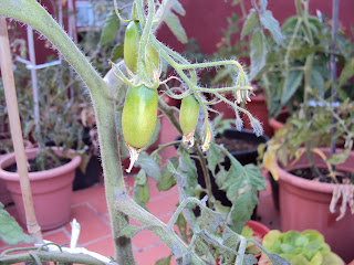 Huerto ecológico en la terraza o balcón de casa: 06/01/2010 - 07/01/2010