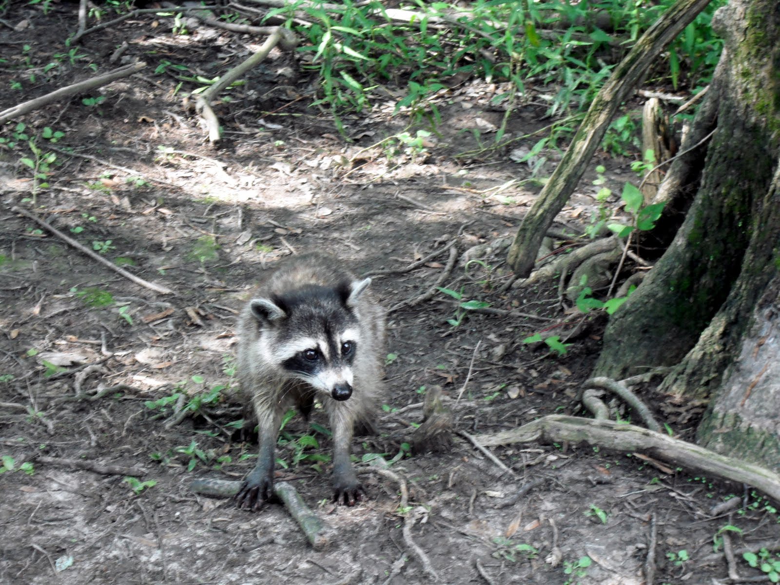 Cottrell Family: Teasing Mr. Alligator, You can't catch me!