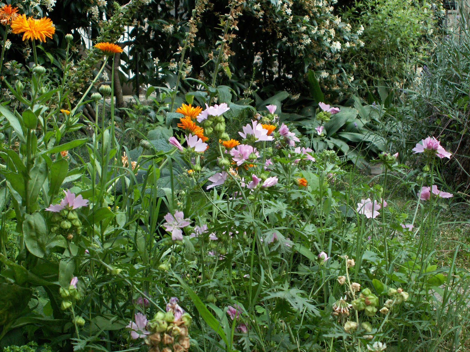The Wise Woman Cottage Garden: Cottage Garden Flowers