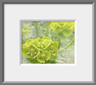 Framed close up of yellow green flower