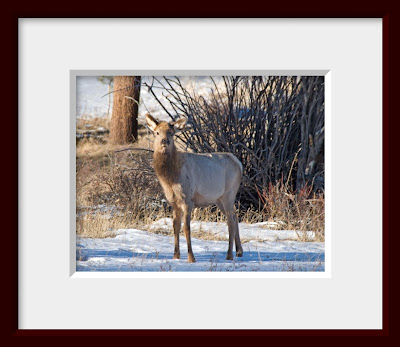 A framed photo of a baby elk.