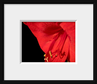 A photo of a brilliant red amaryllis is deeply revealed in intimate detail.