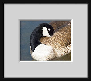 A photo painting of a Canadian goose sleeping peacefully with beak tucked under her wing and floating gently on blue water.