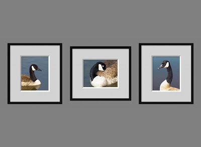 A set of three photo paintings of Canadian geese in three different poses.