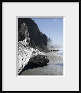 framed photo of an aged and surf beaten giant log was a wall between the ocean and the forest