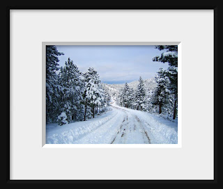 A framed photo of a winter wonderland of snowy pines greets me when I walk down my mountain top drive in the Colorado Rocky Mountains.