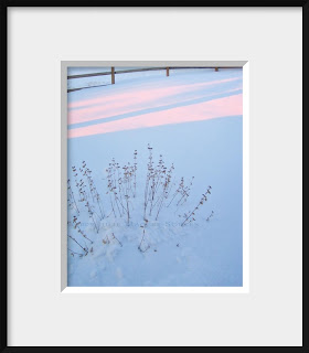 A framed photo of last year's dried flowers look lovely under a blue blanket of snow in the soft rose light of sunrise.