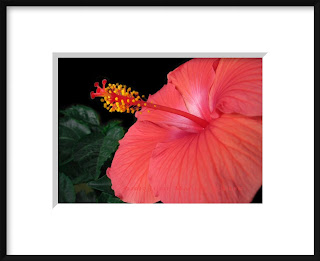 A red hibiscus flower.