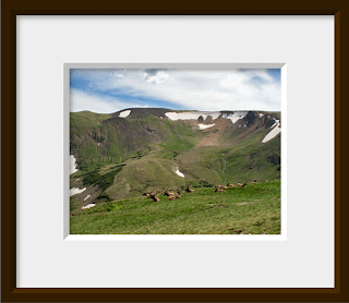 Elk herd in alpine mountains of Rocky Mountain National Park, Colorado