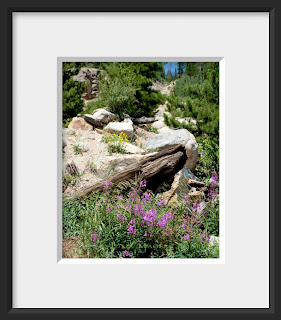 Purple wildflowers grow amongst rocks and weathered logs on a trail in Rocky Mountain NP, Colorado.