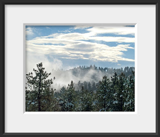 A snow squall blows through a pine forest under a blue winter sky in northern Colorado.