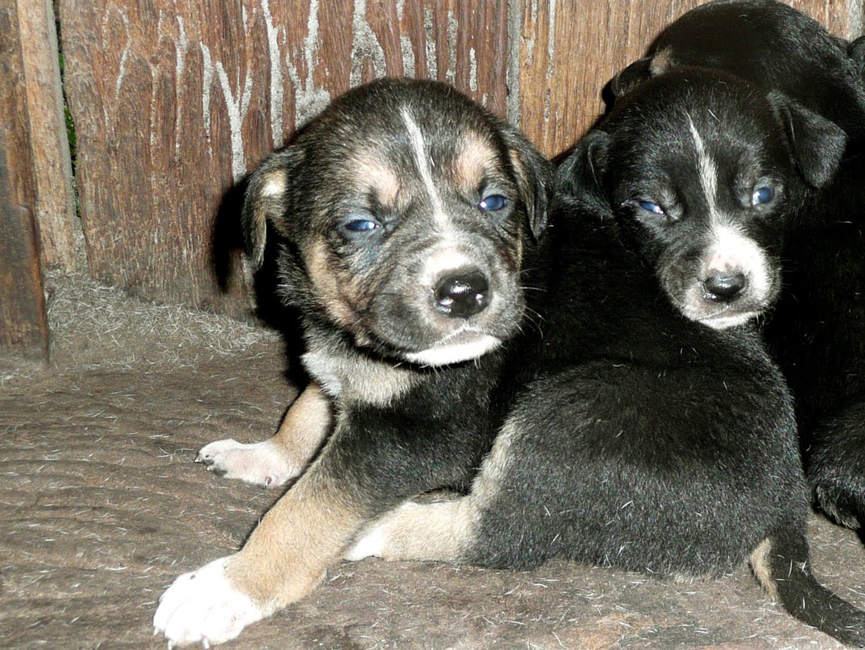 [cachorro4.jpg]