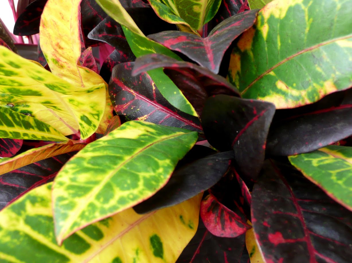 [plantas.jpg]