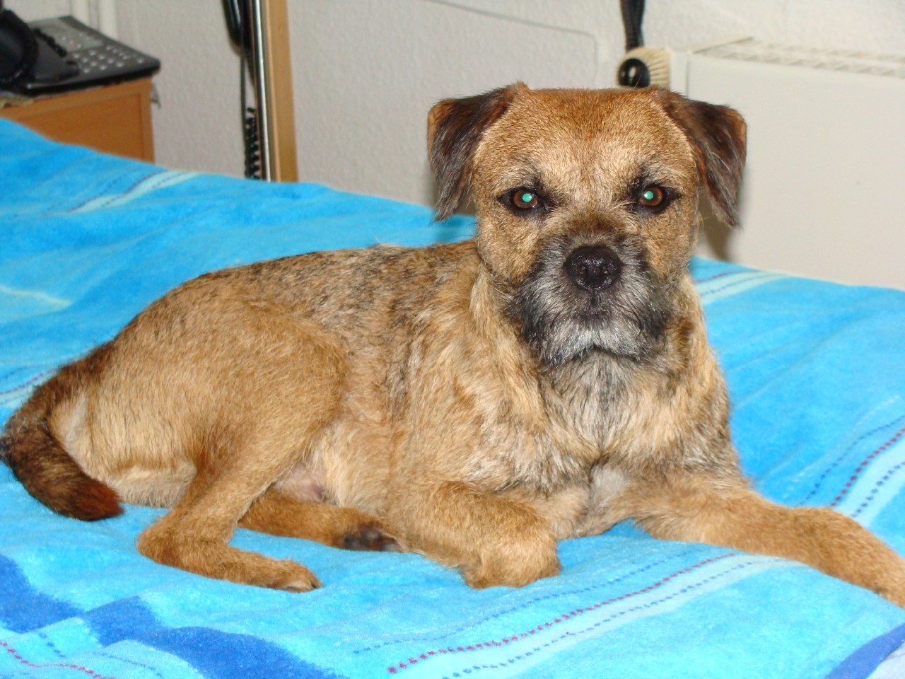 Petwatch Fuer die Partnerschaft Mensch Hund Human Dog Bonding