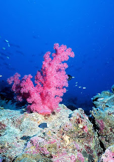 Conservación de Corales de Galápagos